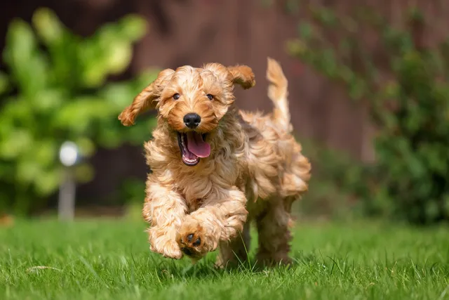 Spoodle running happily