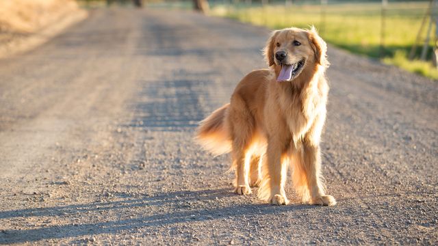 Happy Golden Retriever standing on outdoor road