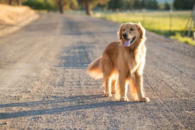 Happy Golden Retriever standing on outdoor road