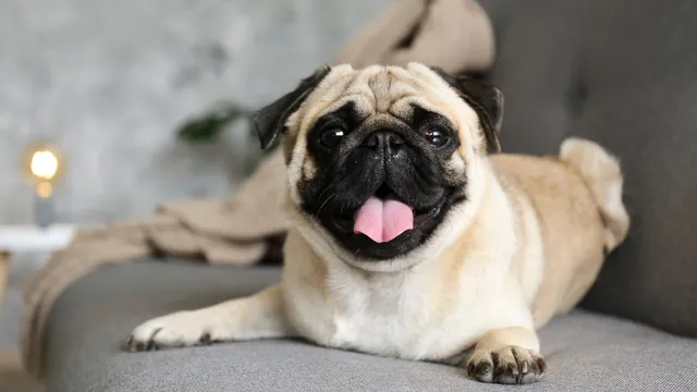 Pug lying on grey sofa
