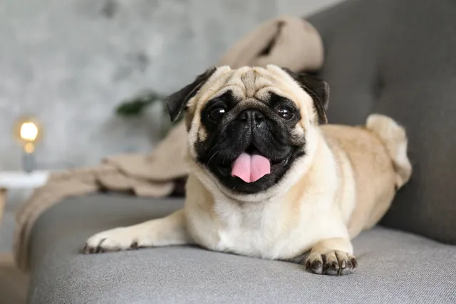 Pug lying on grey sofa