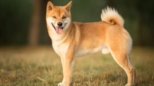 Shiba Inu standing on grass