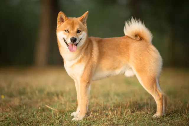 Shiba Inu standing on grass