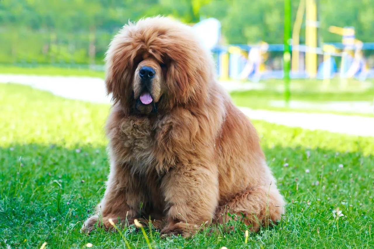 How to train a Tibetan Mastiff: temperament, training tips, and expert ...
