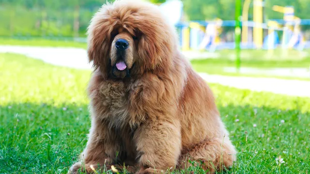 Tibetan Mastiff sitting on grass