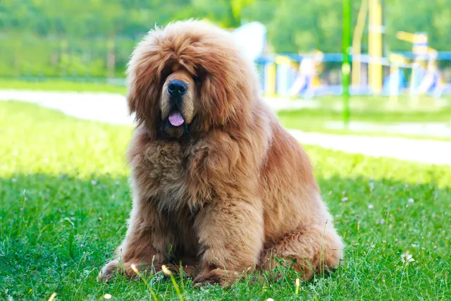 Tibetan Mastiff sitting on grass