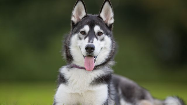 Siberian Husky sitting on grass