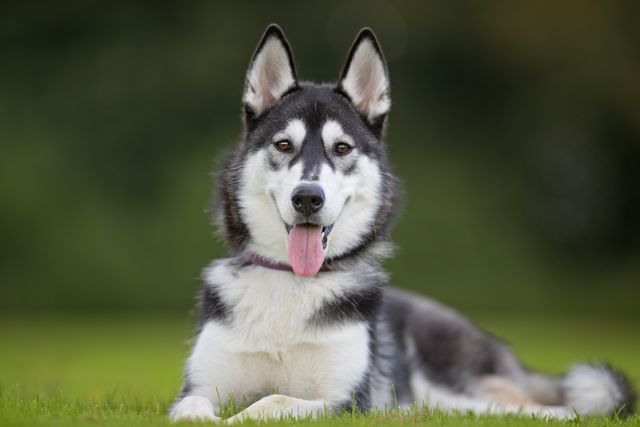 Siberian Husky sitting on grass