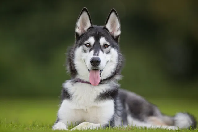 Siberian Husky sitting on grass