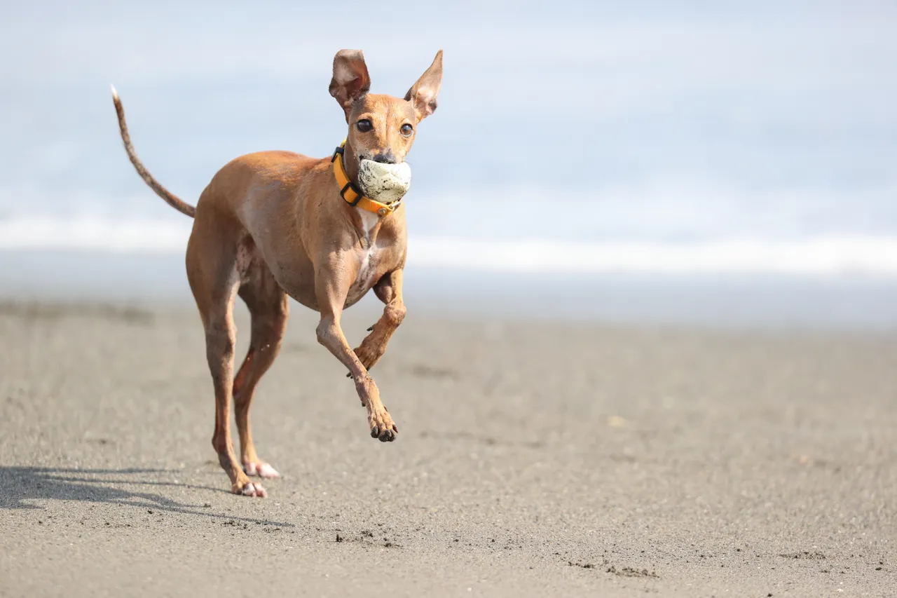 Italian Greyhound running on a beach with a ball in its mouth