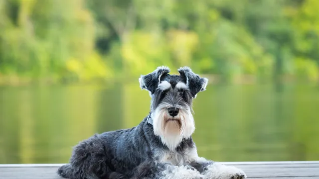 Schnauzer lying on a lake jetty