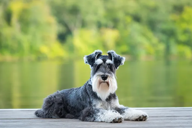 Schnauzer lying on a lake jetty