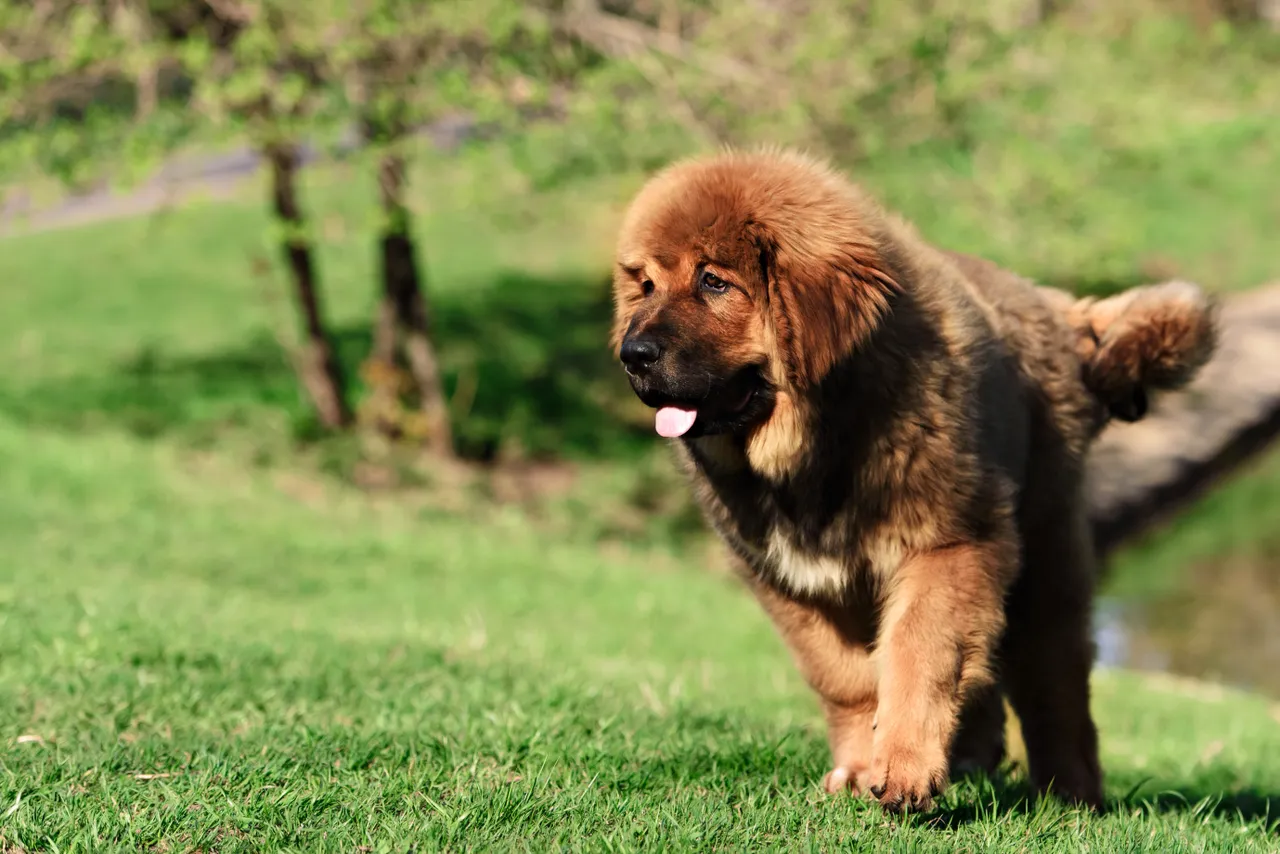 Tibetan Mastiff puppy running up a grassy slope