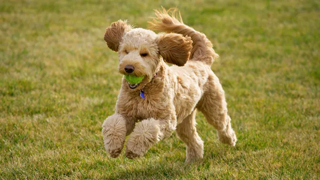 Groodle running with a ball in its mouth