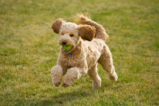 Groodle running with a ball in its mouth