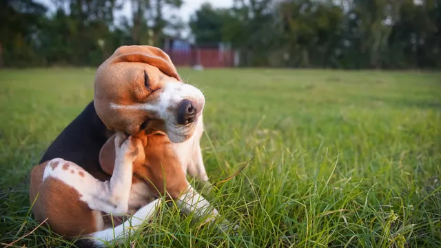 Beagle scratching their ear
