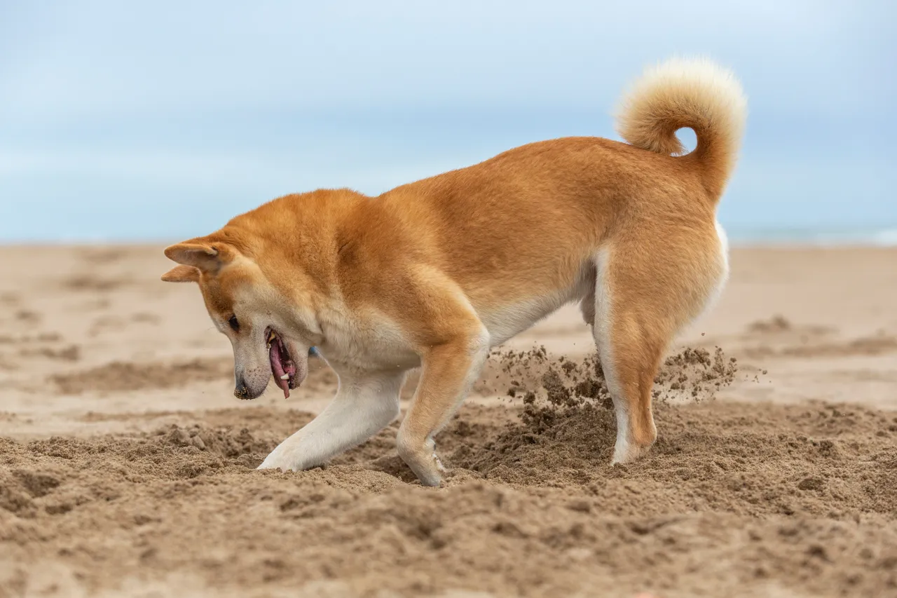 Shiba Inu digging on the beach