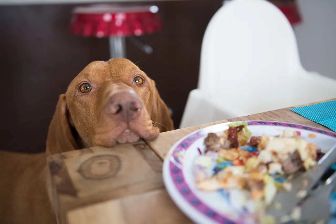 Vizsla begging for food at the table