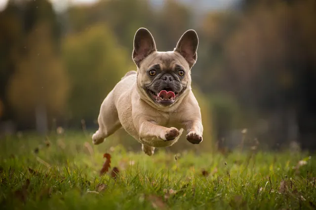 French Bulldog running