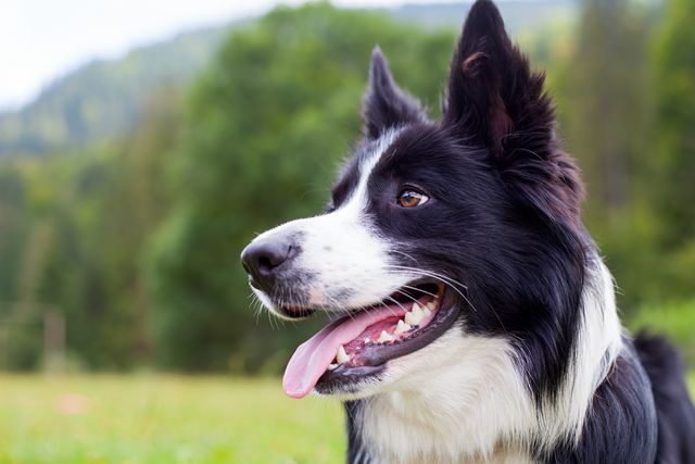 Border collie food allergies best sale