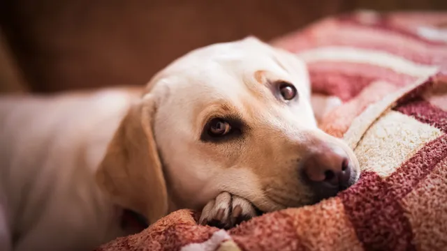Labrador lying in blankets