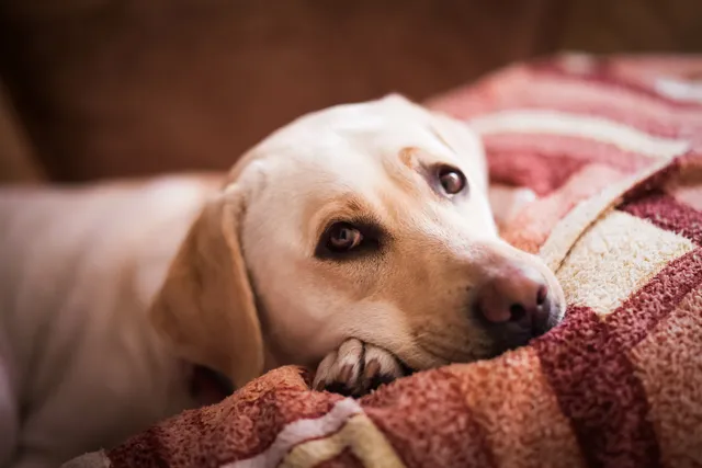 Labrador lying in blankets