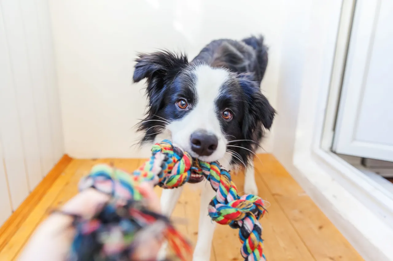 Border Collie playing tug with owner