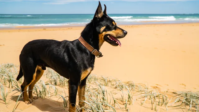Kelpie on the beach
