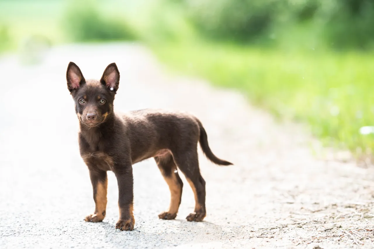A Kelpie puppy standing on a path