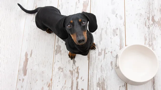 Dachshund next to an empty food bowl