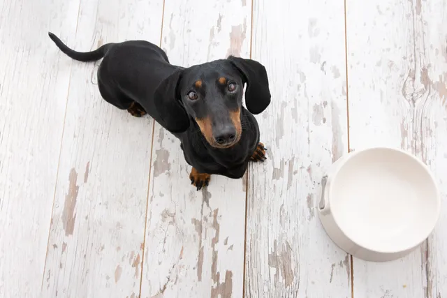 Dachshund next to an empty food bowl