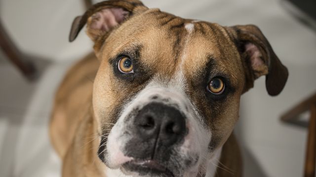 Australian Bulldog looking up at the camera