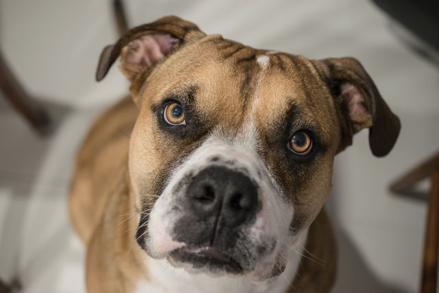 Australian Bulldog looking up at the camera