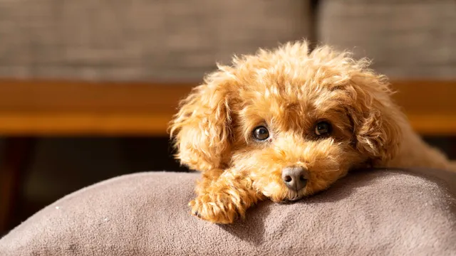 Toy Poodle lying on a cushion