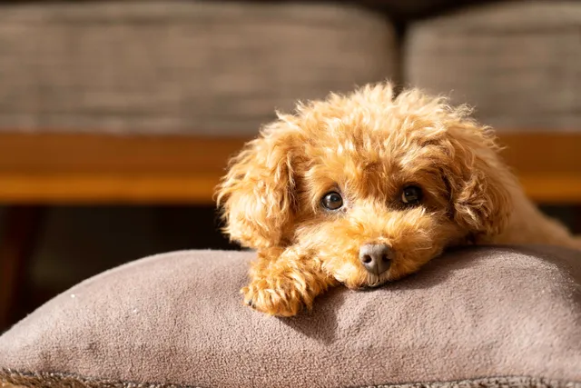 Toy Poodle lying on a cushion