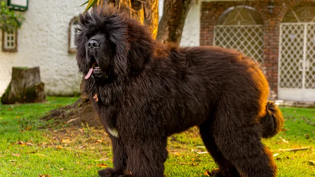 Black and white Tibetan Mastiff