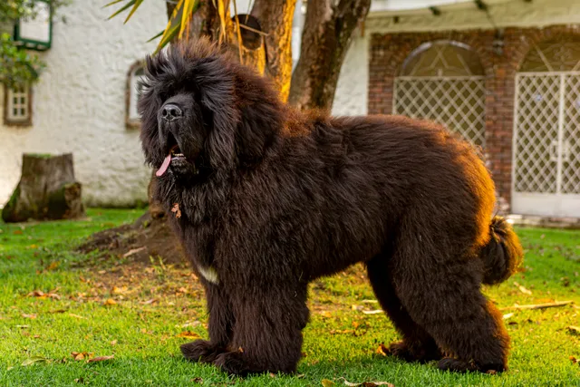 Black and white Tibetan Mastiff