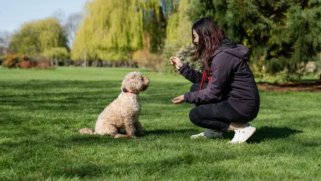 Woman training a Spoodle