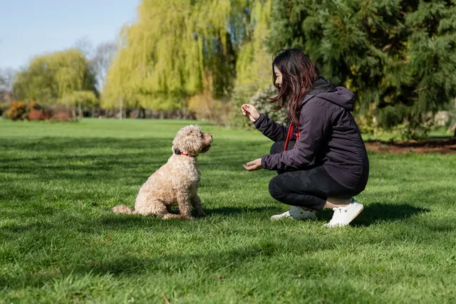 Woman training a Spoodle