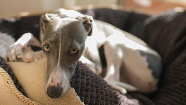 Tired greyhound dog