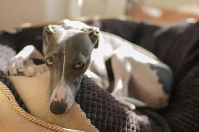 Tired greyhound dog