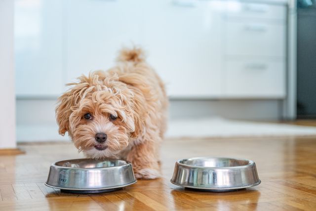 Small brown puppy near metal food bowls