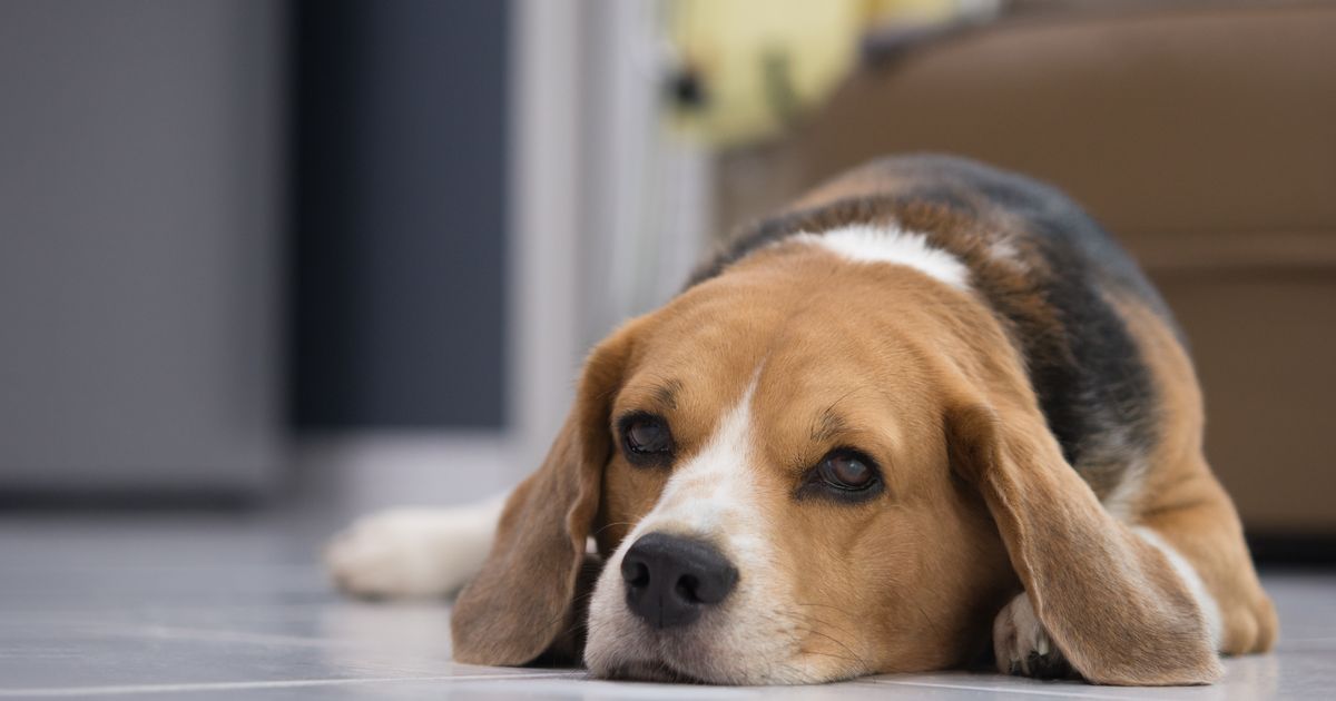 What to do when your dog is vomiting foam — and how to understand the