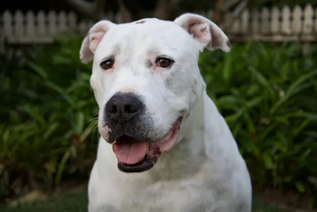 White Bull Arab dog