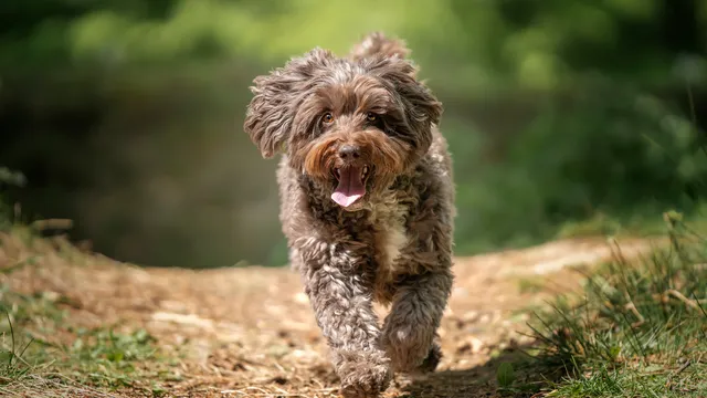 Brown Spoodle running on a forest path