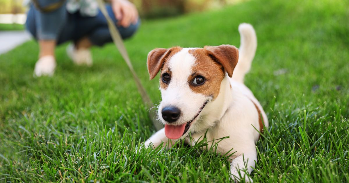 Mucus in dog stools symptoms, causes, and treatment Lyka Blog