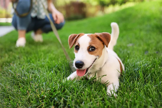 Jack Russell dog on a lead lying in the grass