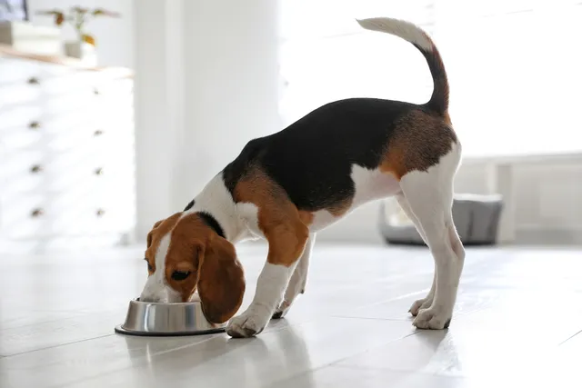 Beagle eating food from a dog bowl