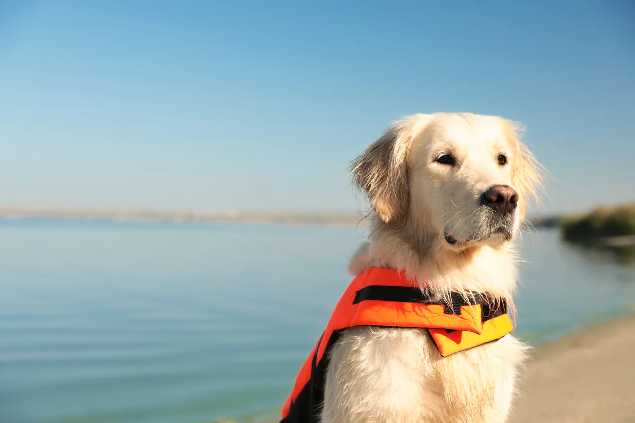 Golden Retriever in a life vest