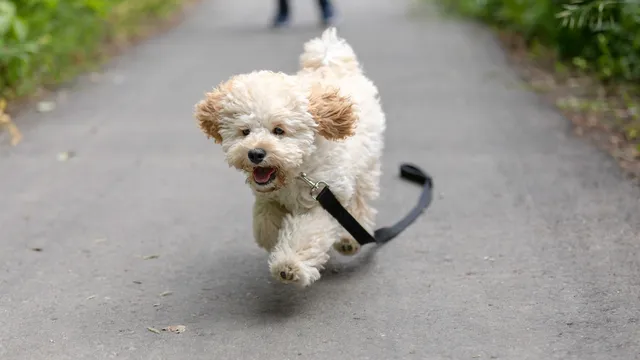 Moodle dog running on a path